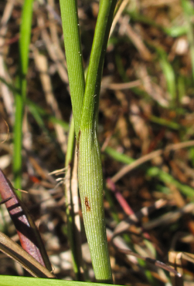 Eriophorum2