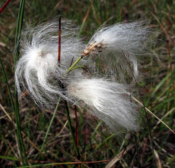 Eriophorum3a