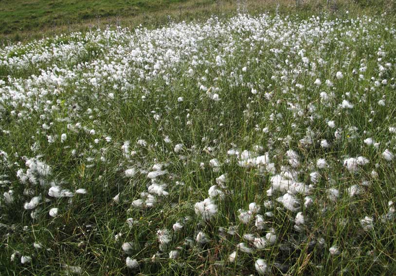 Eriophorum0