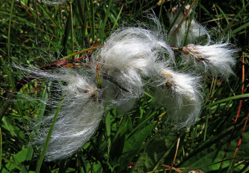 Eriophorum3b