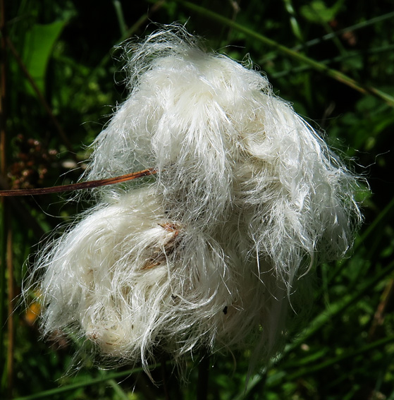 Eriophorum3c