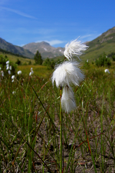 Eriophorum8