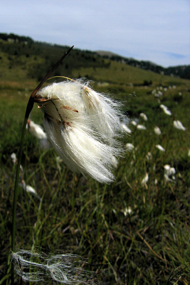 Eriophorum9