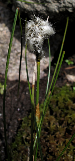 Eriophorum6