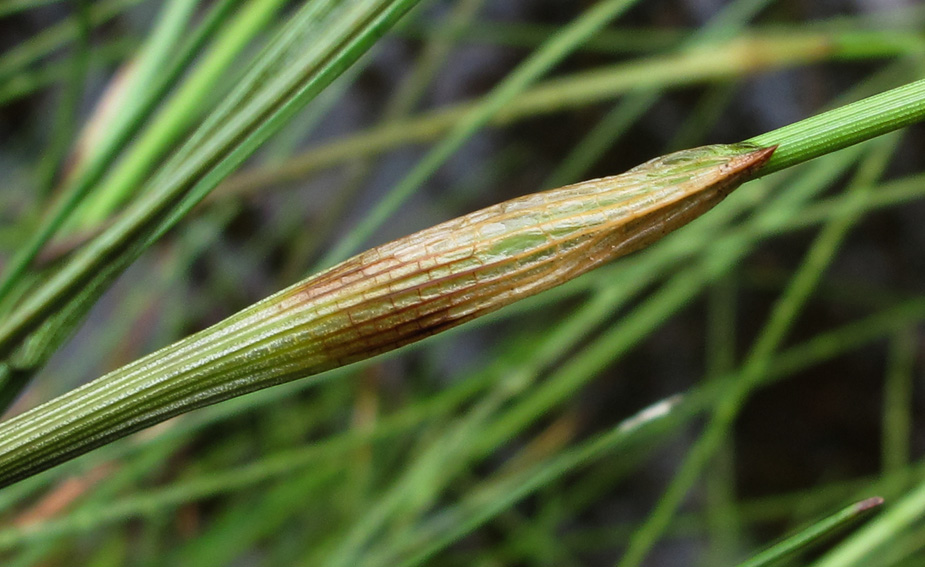 Eriophorum5