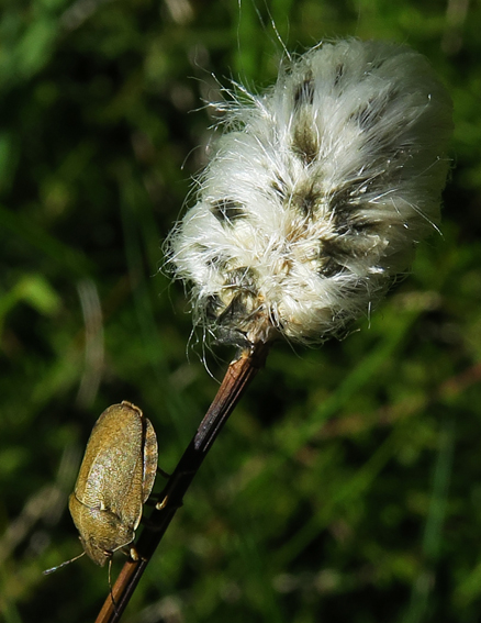 Eriophorum7