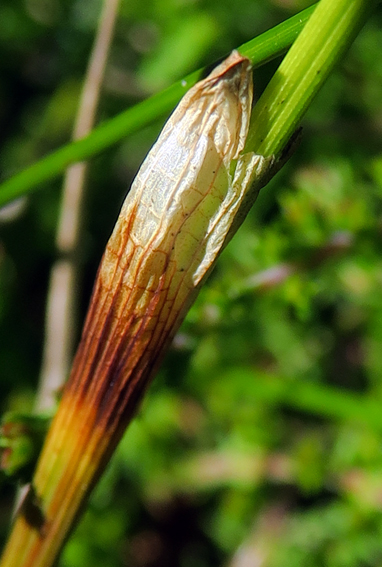 Eriophorum7b