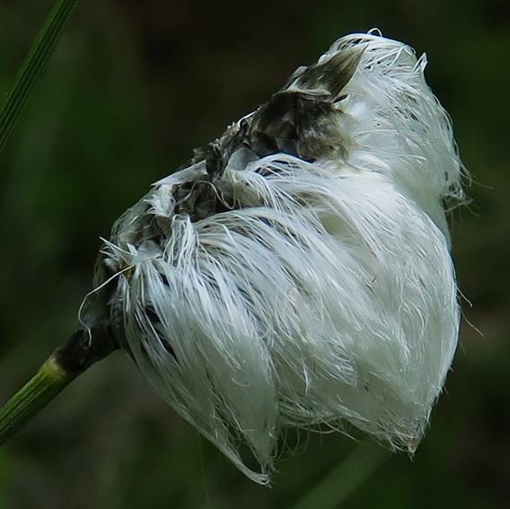 eriophorum7a