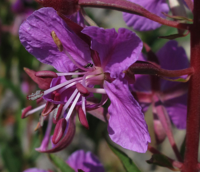 Epilobium3c