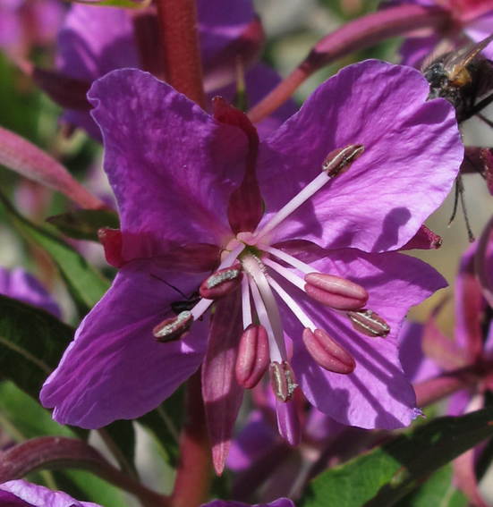 Epilobium3b