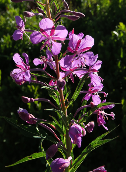 Epilobium1