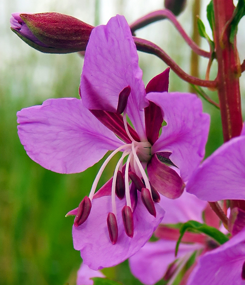 Epilobium3