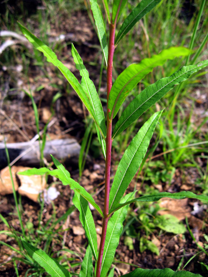 Epilobium2