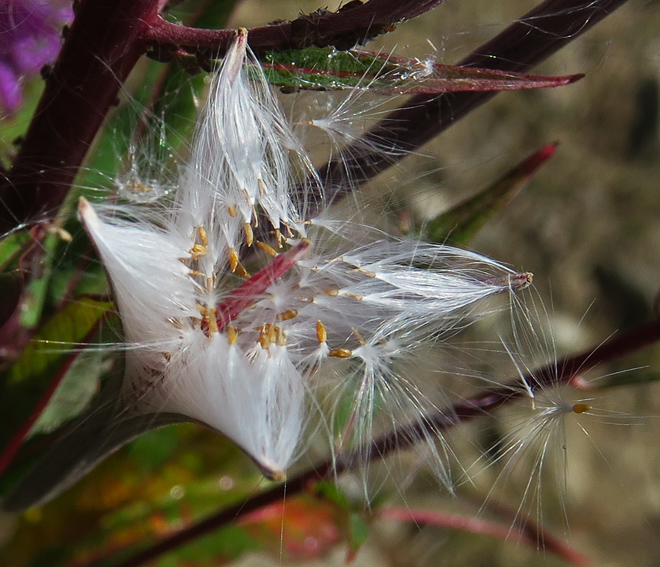 Epilobium4a