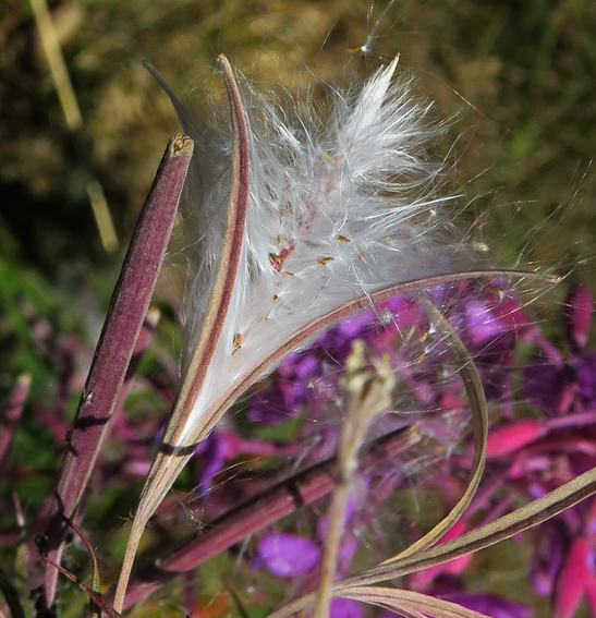 Epilobium4b