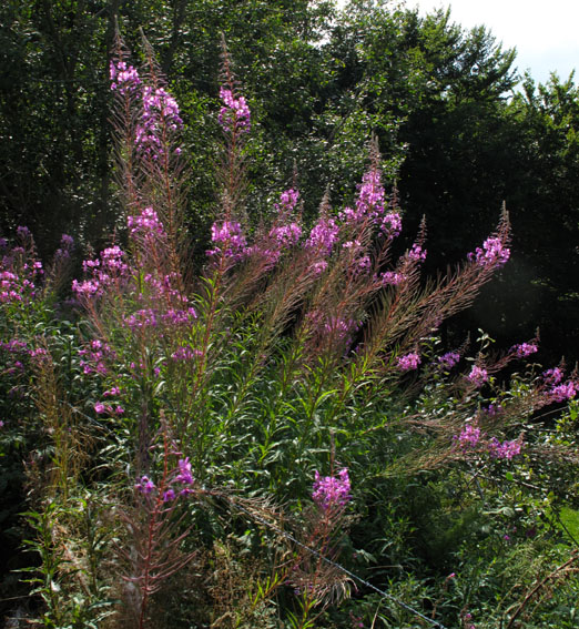Epilobium0