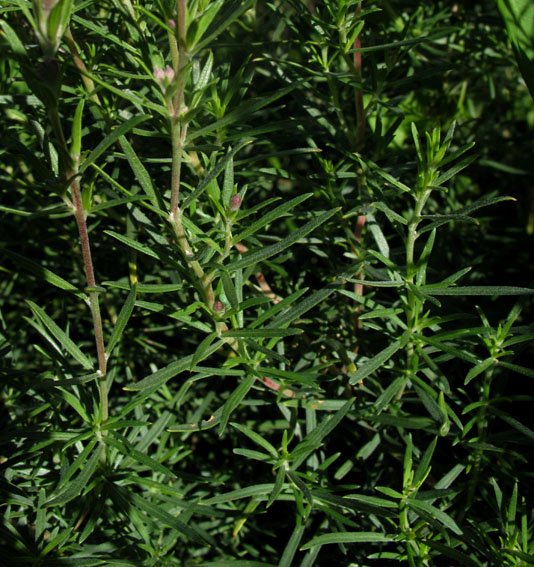 Epilobium22