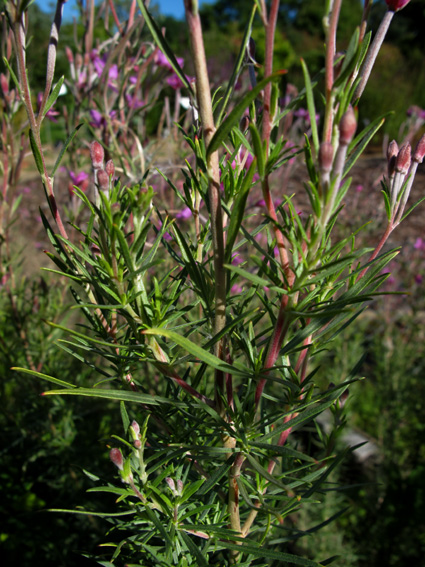 Epilobium23