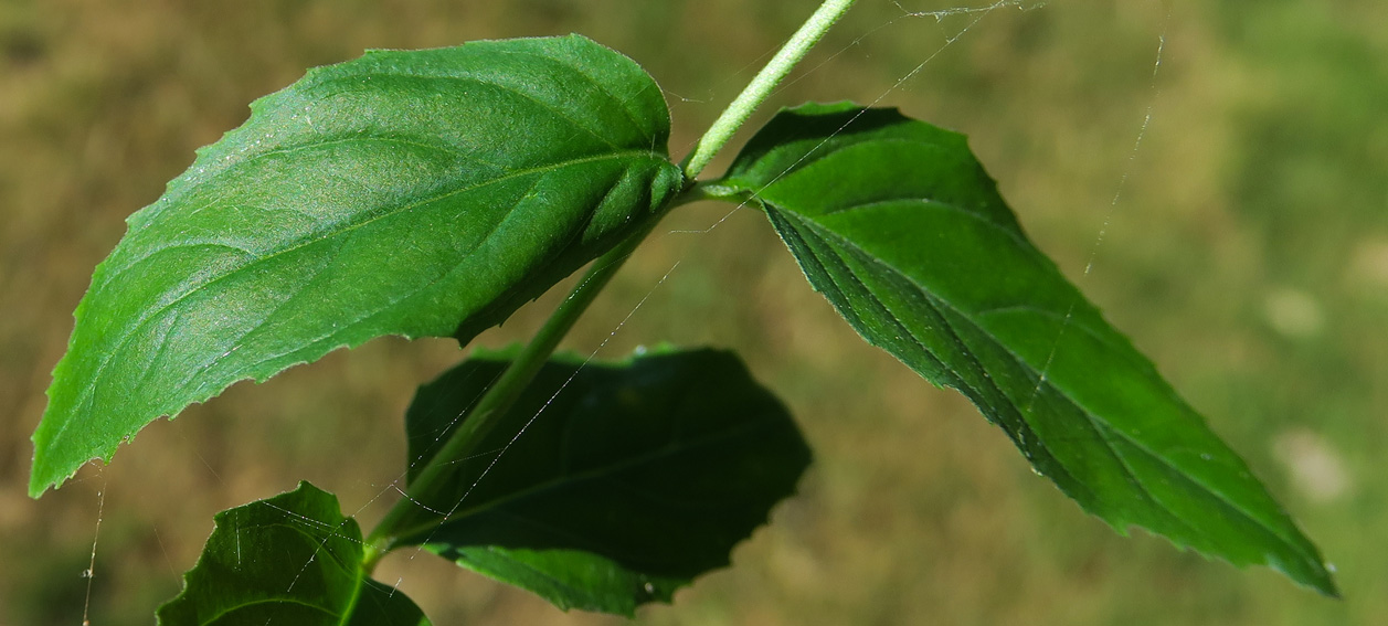 Epilobium30