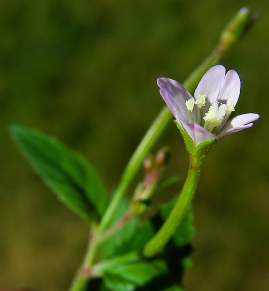 Epilobium31