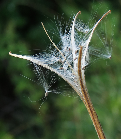 Epilobium7f