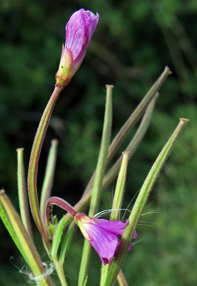 Epilobium6