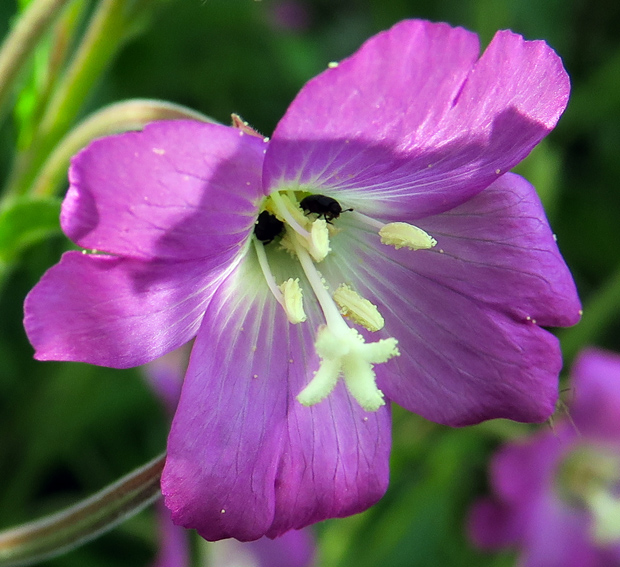 Epilobium7