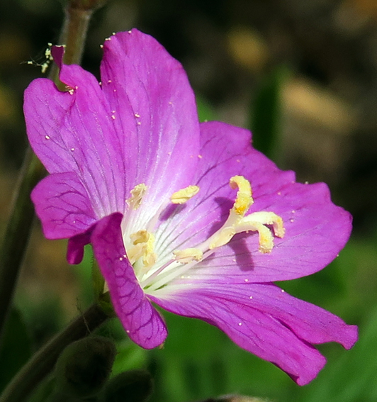 Epilobium6a