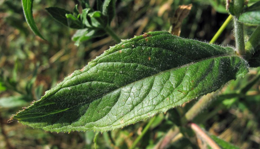 Epilobium5b