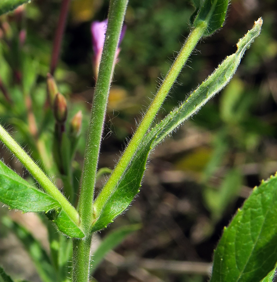 Epilobium5a