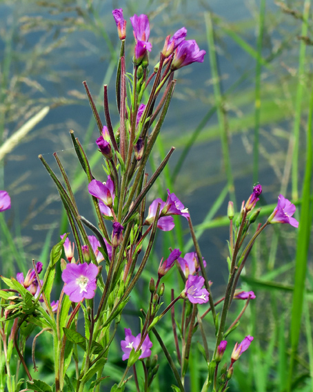 Epilobium5c