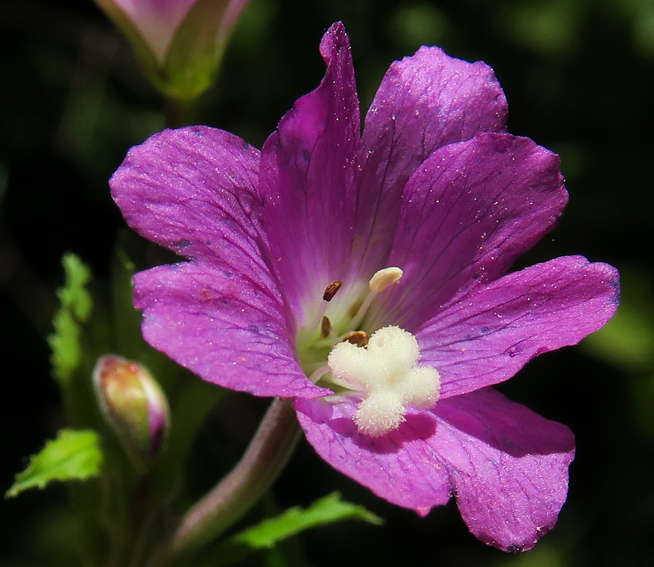 Epilobium7a