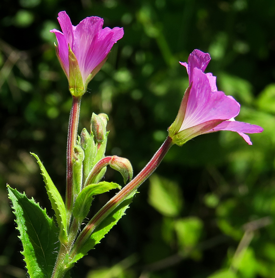 Epilobium7e