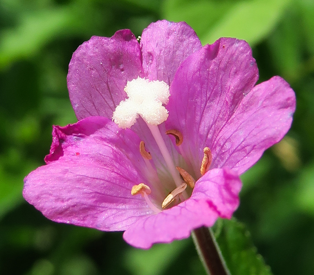 Epilobium7d