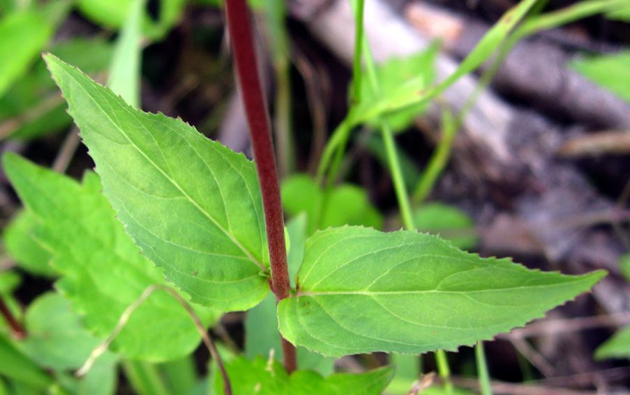 Epilobium11