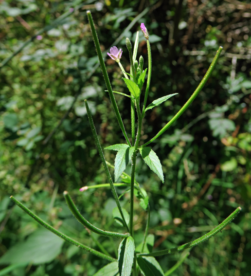 Epilobium12