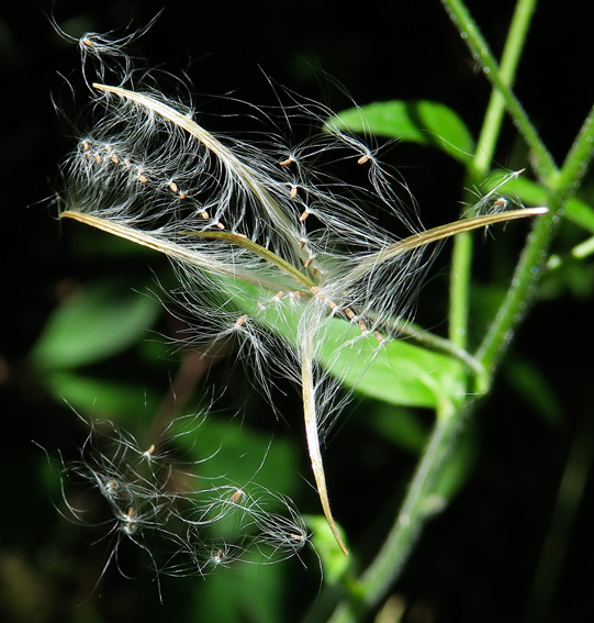 Epilobium13b