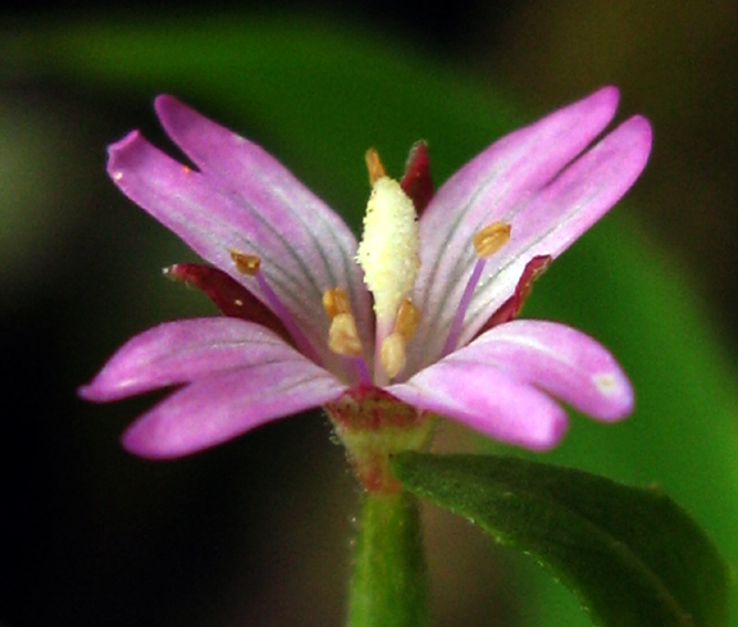 Epilobium17