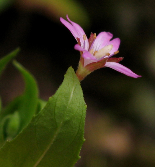 Epilobium16