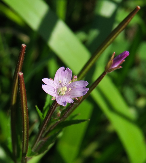 Epilobium21