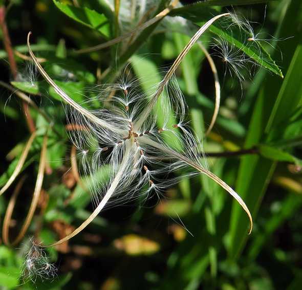 Epilobium21b