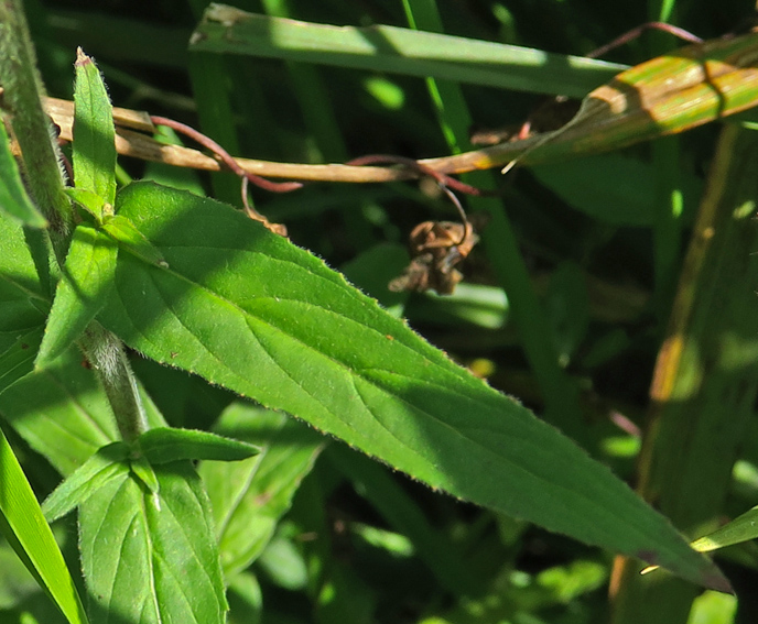 Epilobium21c