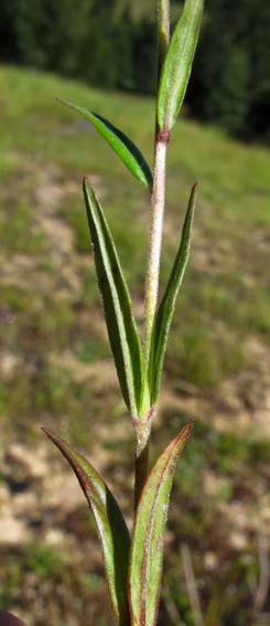 Epilobium19