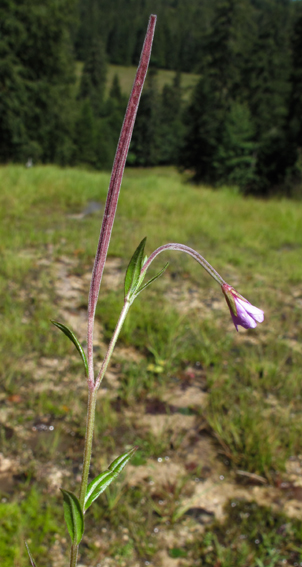 Epilobium18