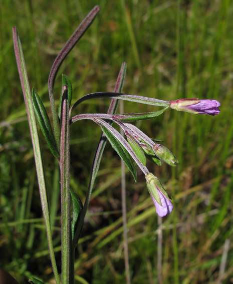 Epilobium20