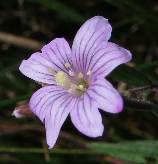 Epilobium21a