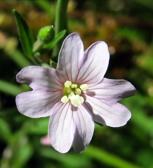 Epilobium21c