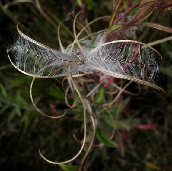 Epilobium9b