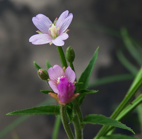 Epilobium9a0