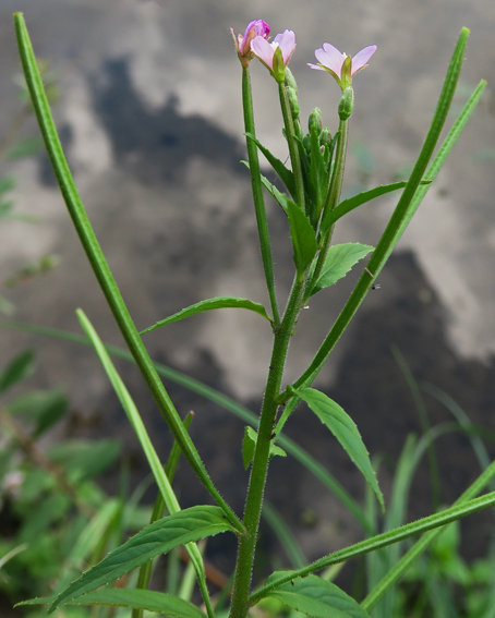 Epilobium9f